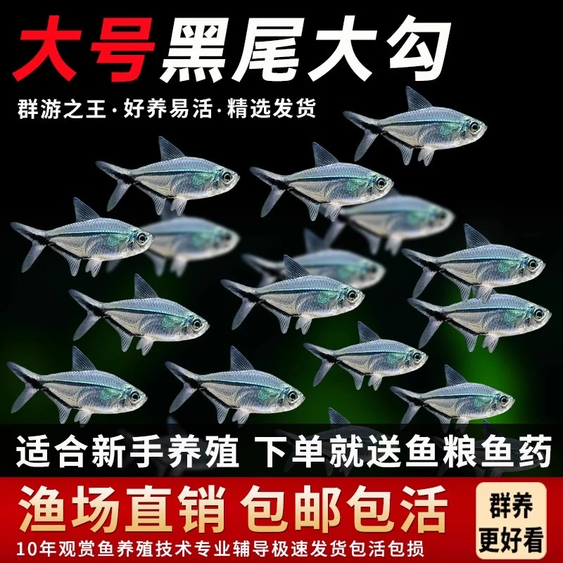 黑尾大勾群游观赏鱼草缸小型活体热带淡水红大勾扯旗灯科混养耐活