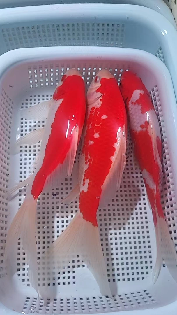 【包邮 共3条 】15-18cm 红白草3条  观赏鱼超萌好物