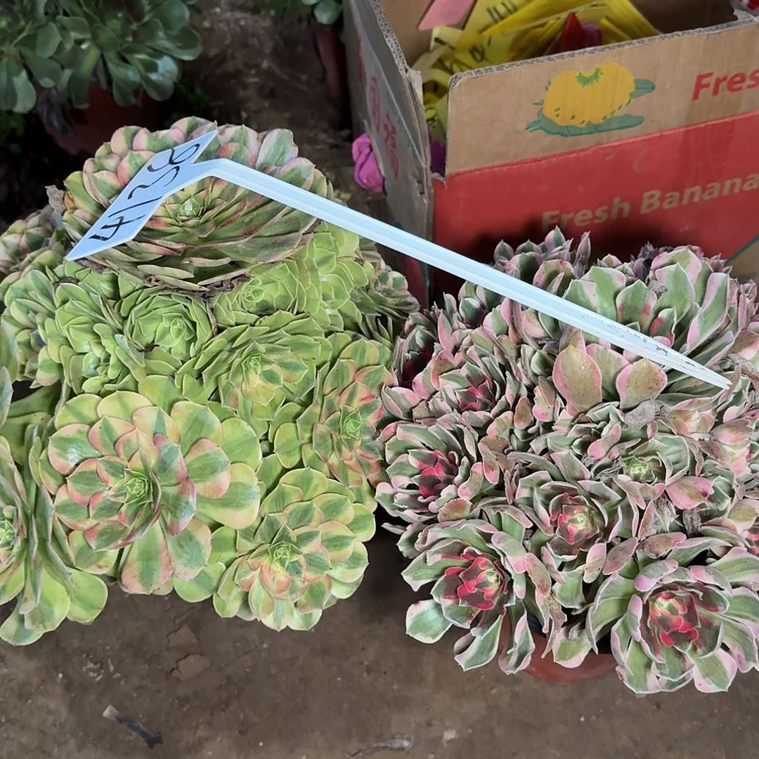 4138雨荷 青苹果多肉法师