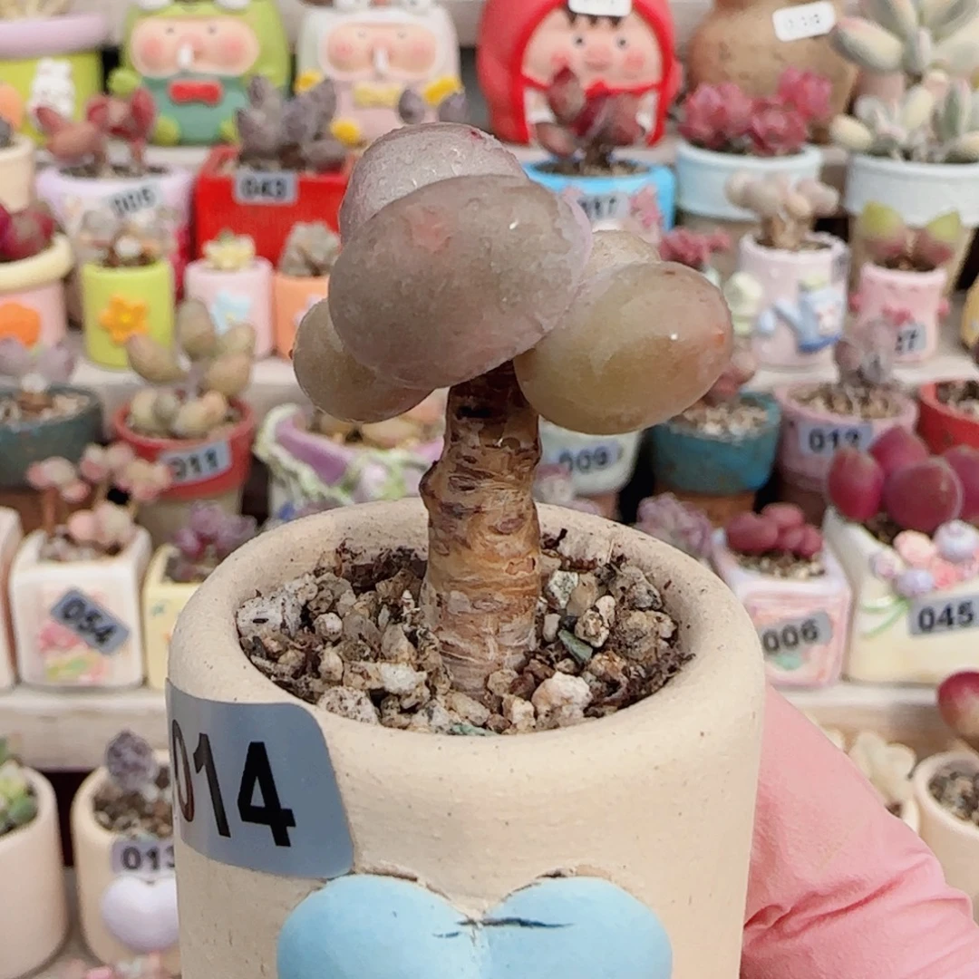 圆滚滚蛋黄奶 盆口3cm