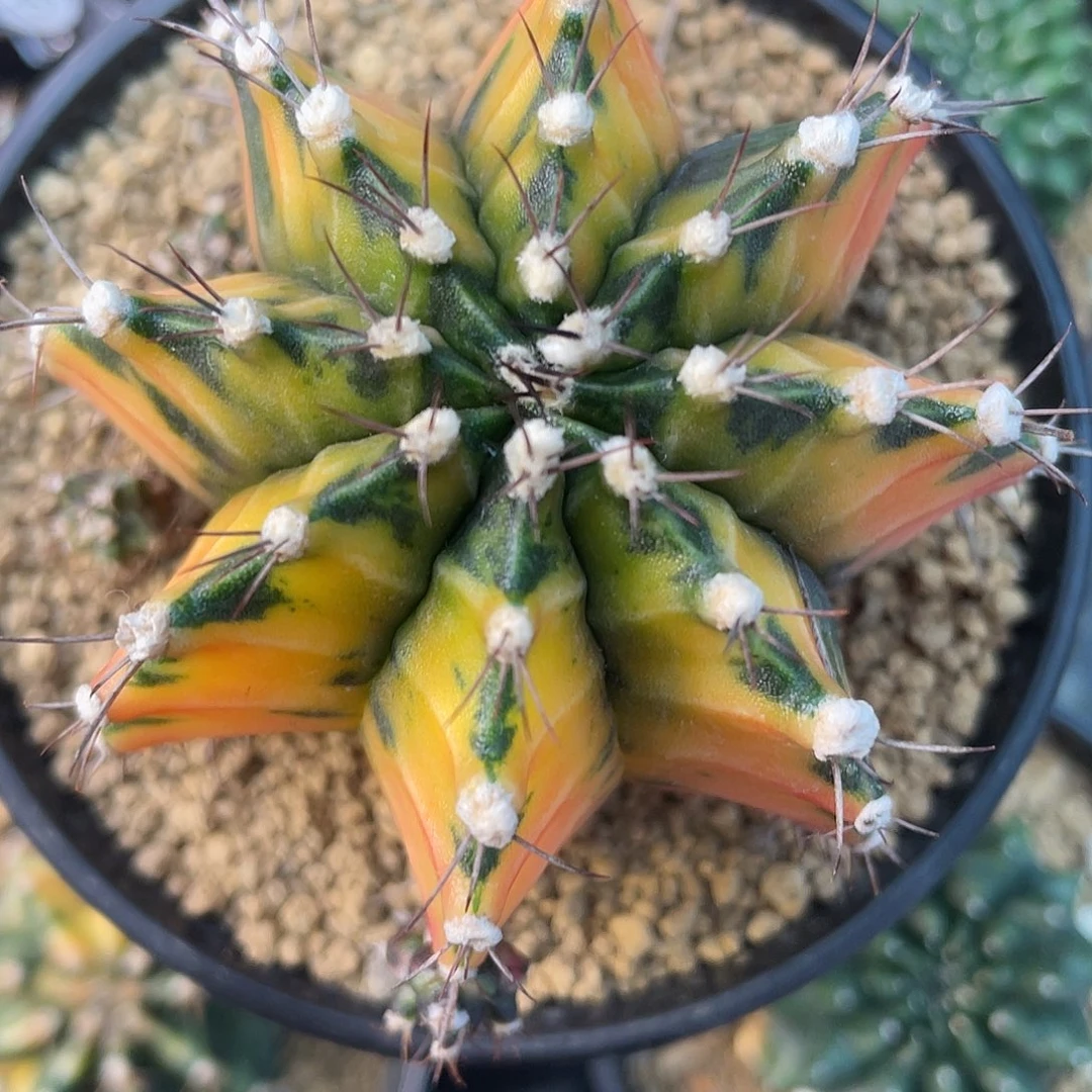 1-112米哈锦6.5厘米