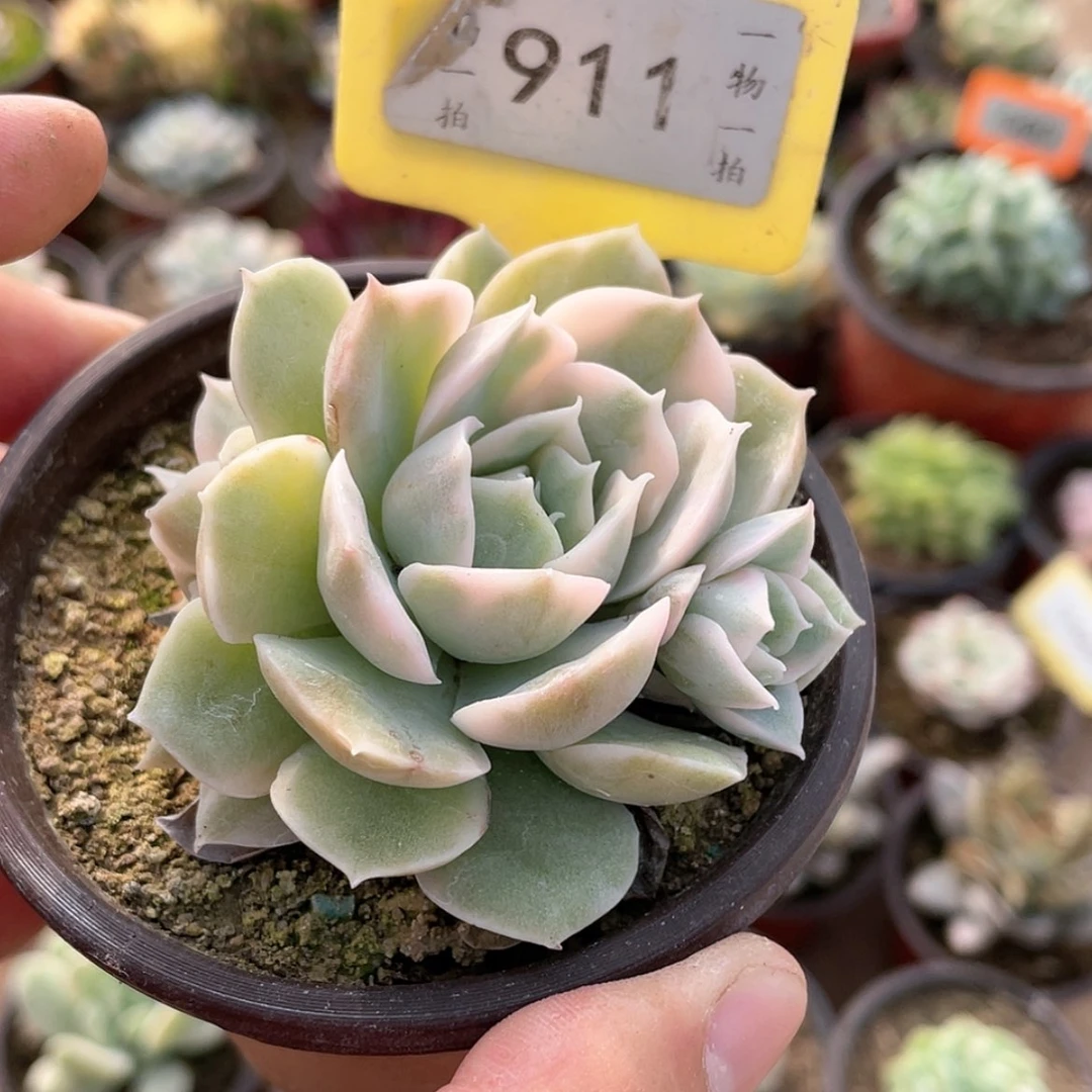 【闪购商品】911号