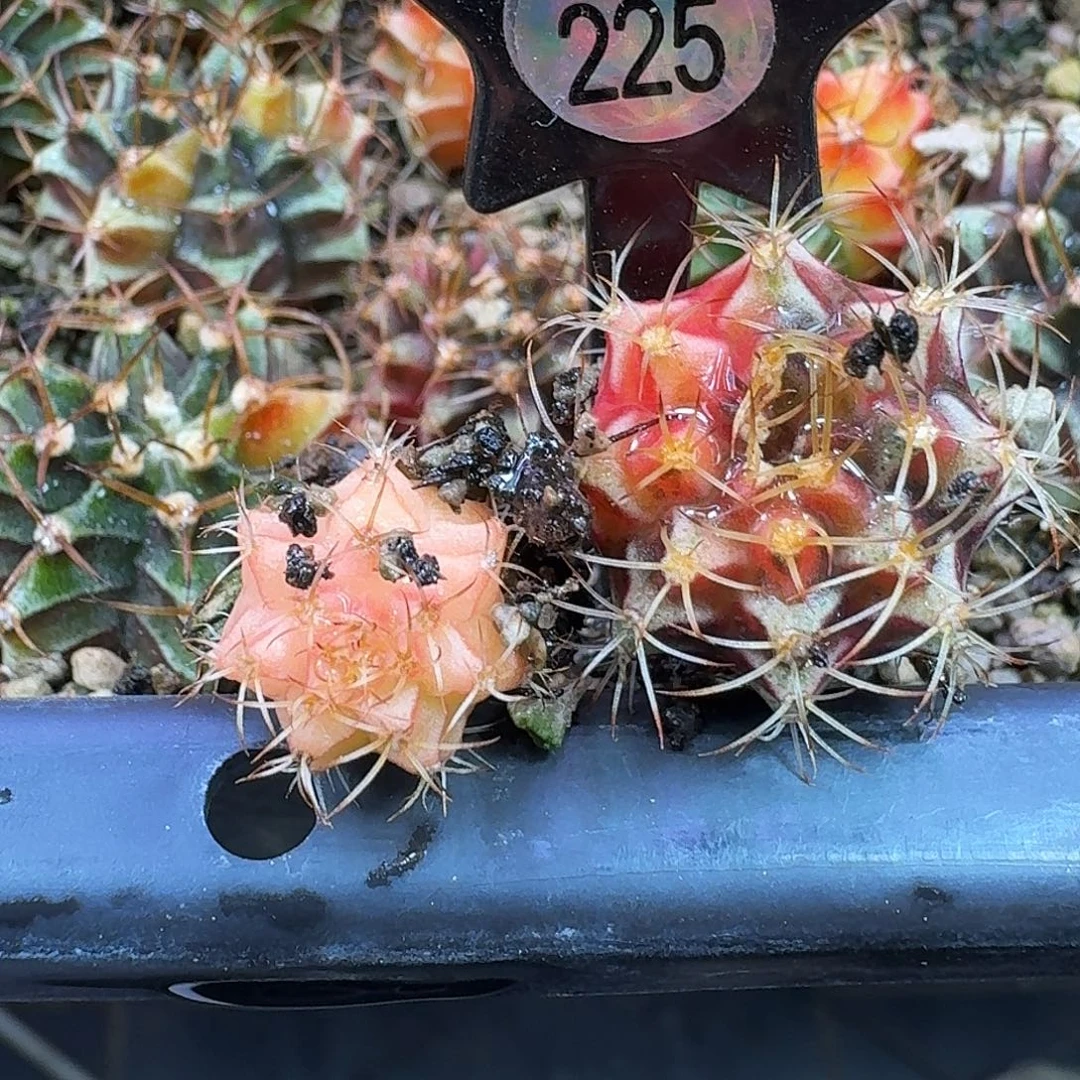 乐***乐米哈实生自然锦225