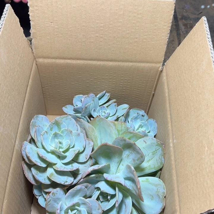 地栽白凤两棵一大一小昆明发货瑕疵处理