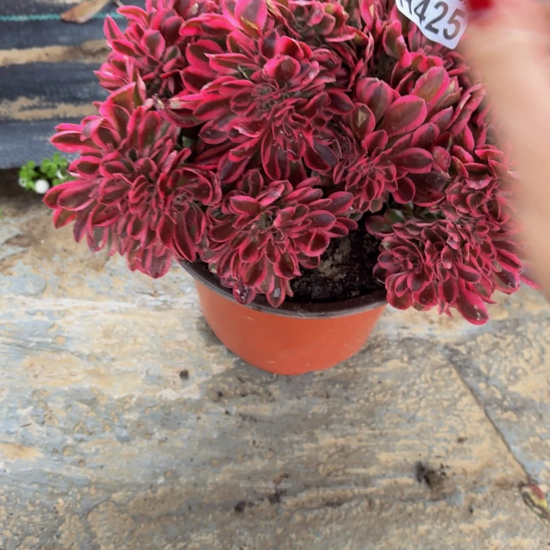 425多肉植物捧花的