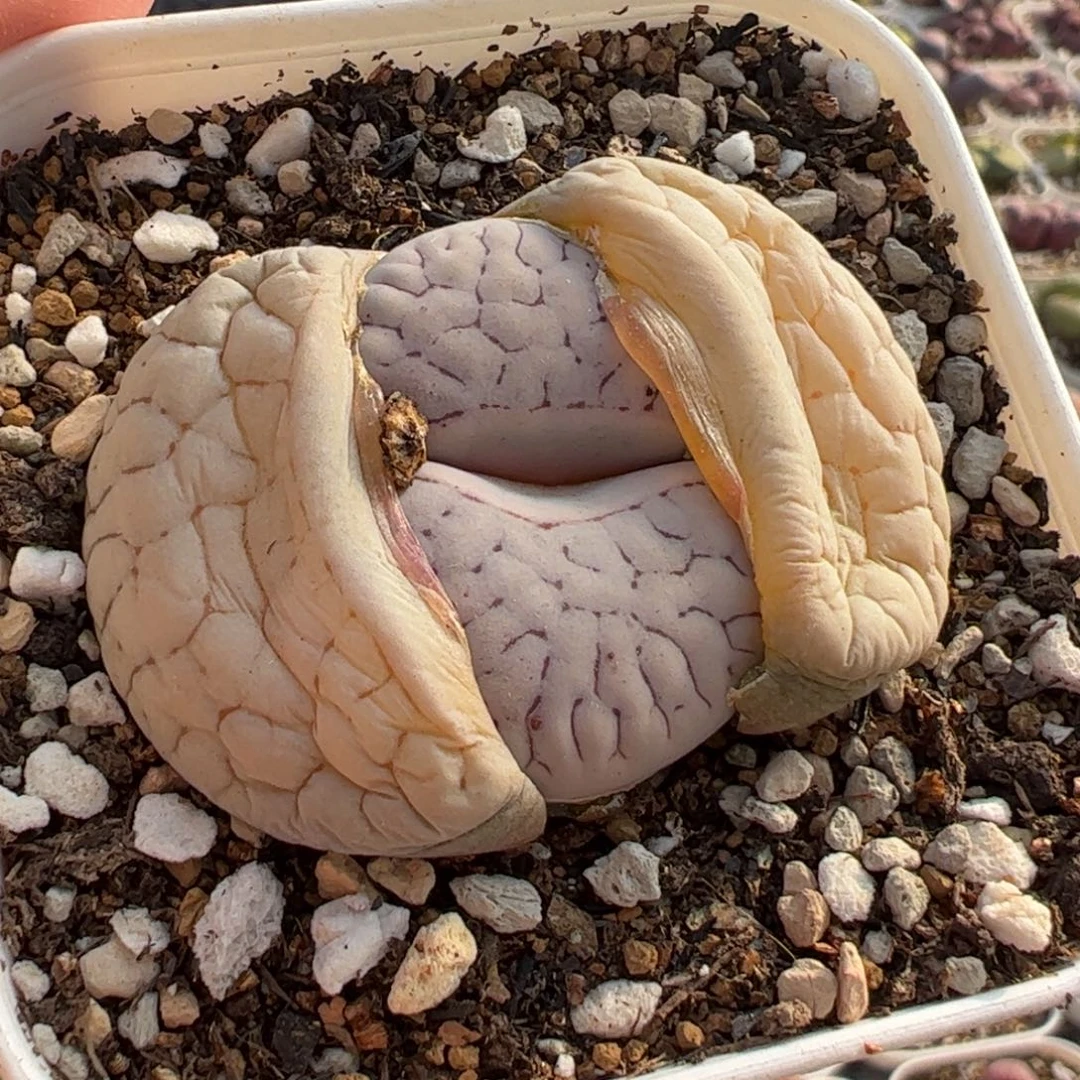 7111多肉植物百科