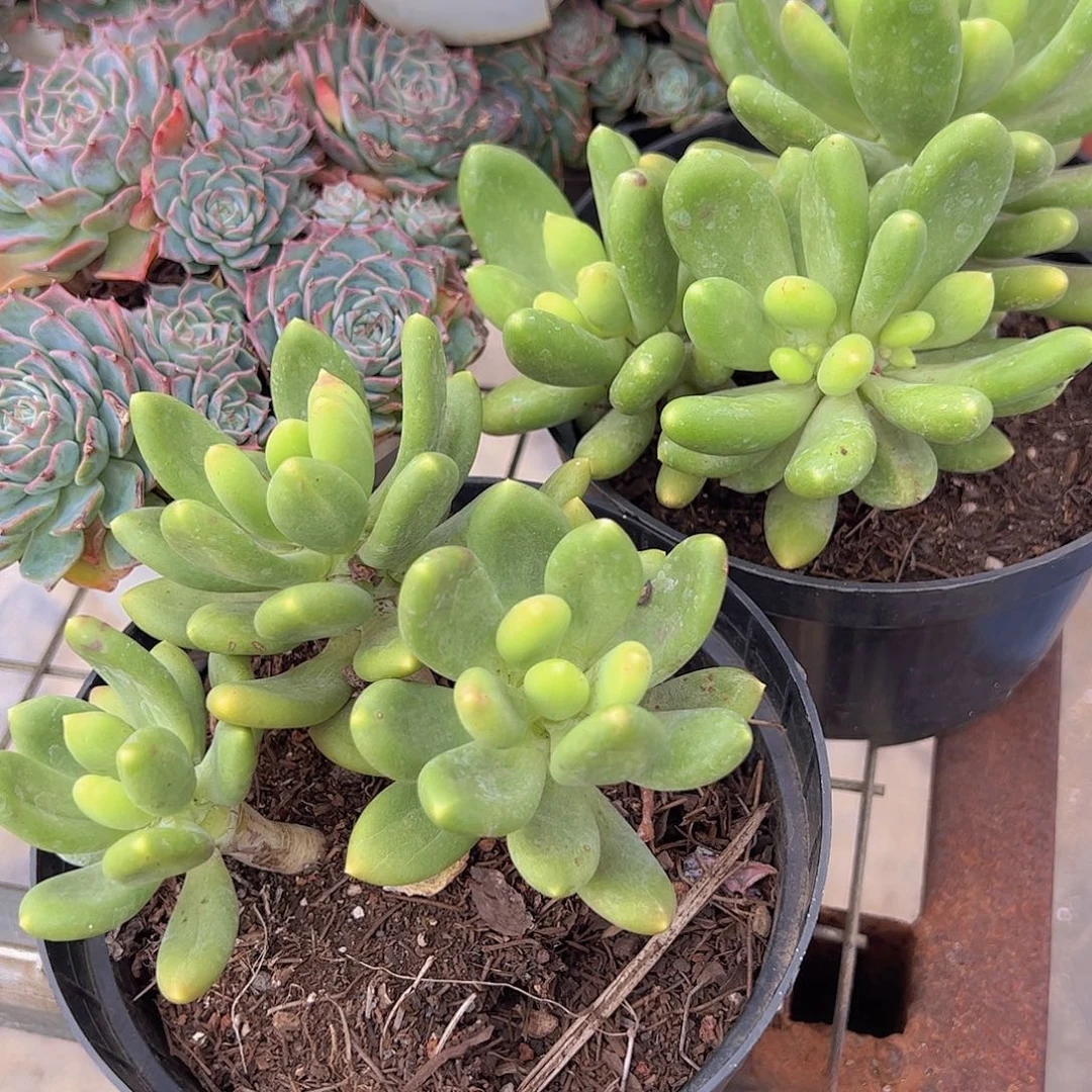 芒果奶 多头群 三头起发
