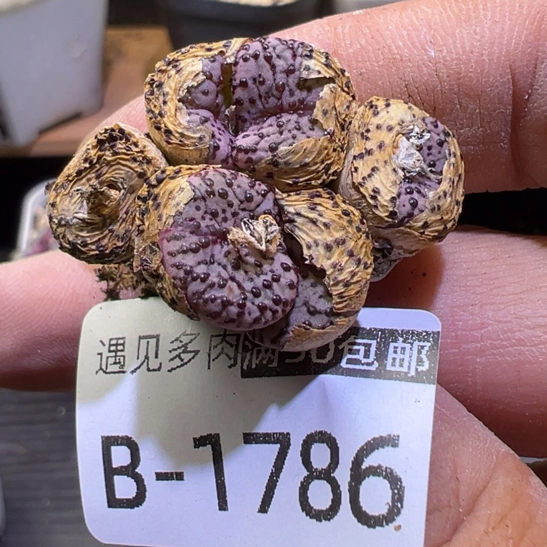 多肉植物111111111111