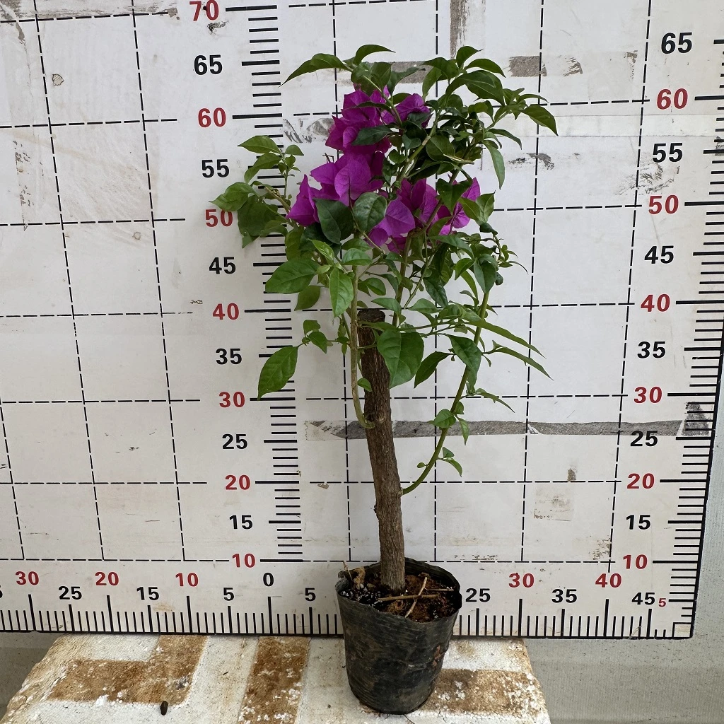 三角梅福利苗云南紫袋苗昆明三角梅四季基地直销花卉室内