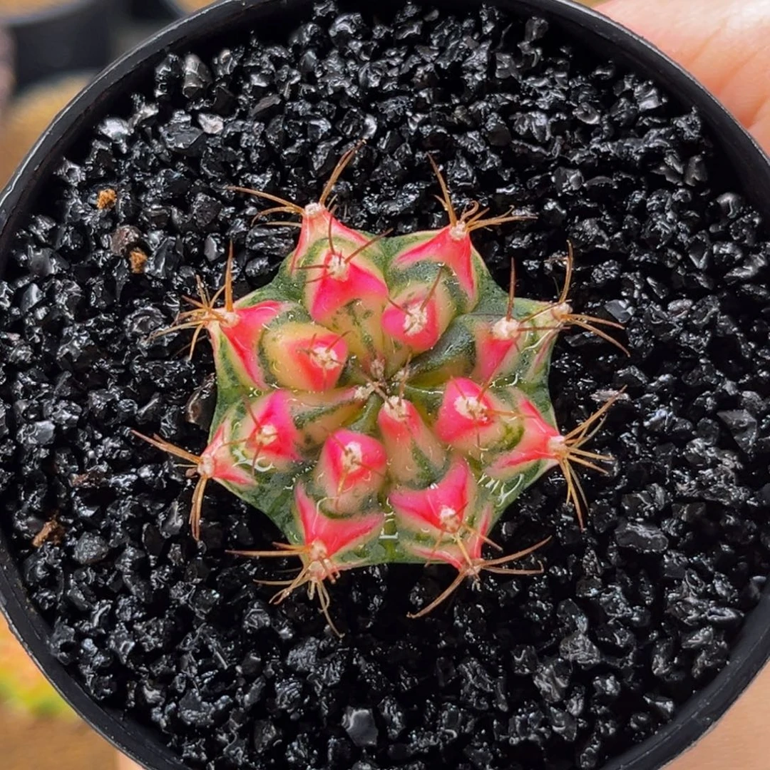 白花田 米哈仙人球