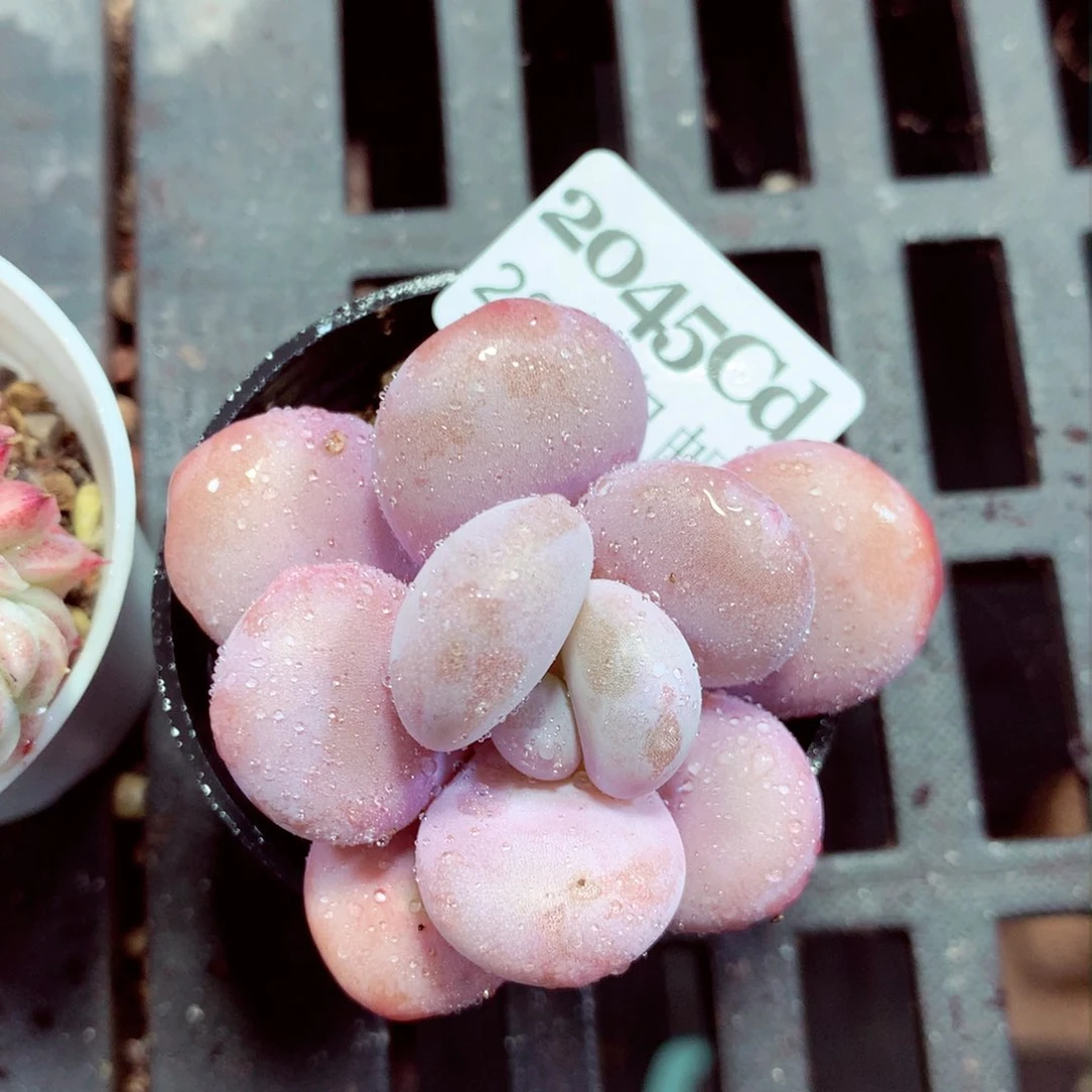 5厘米盆精控多肉2045