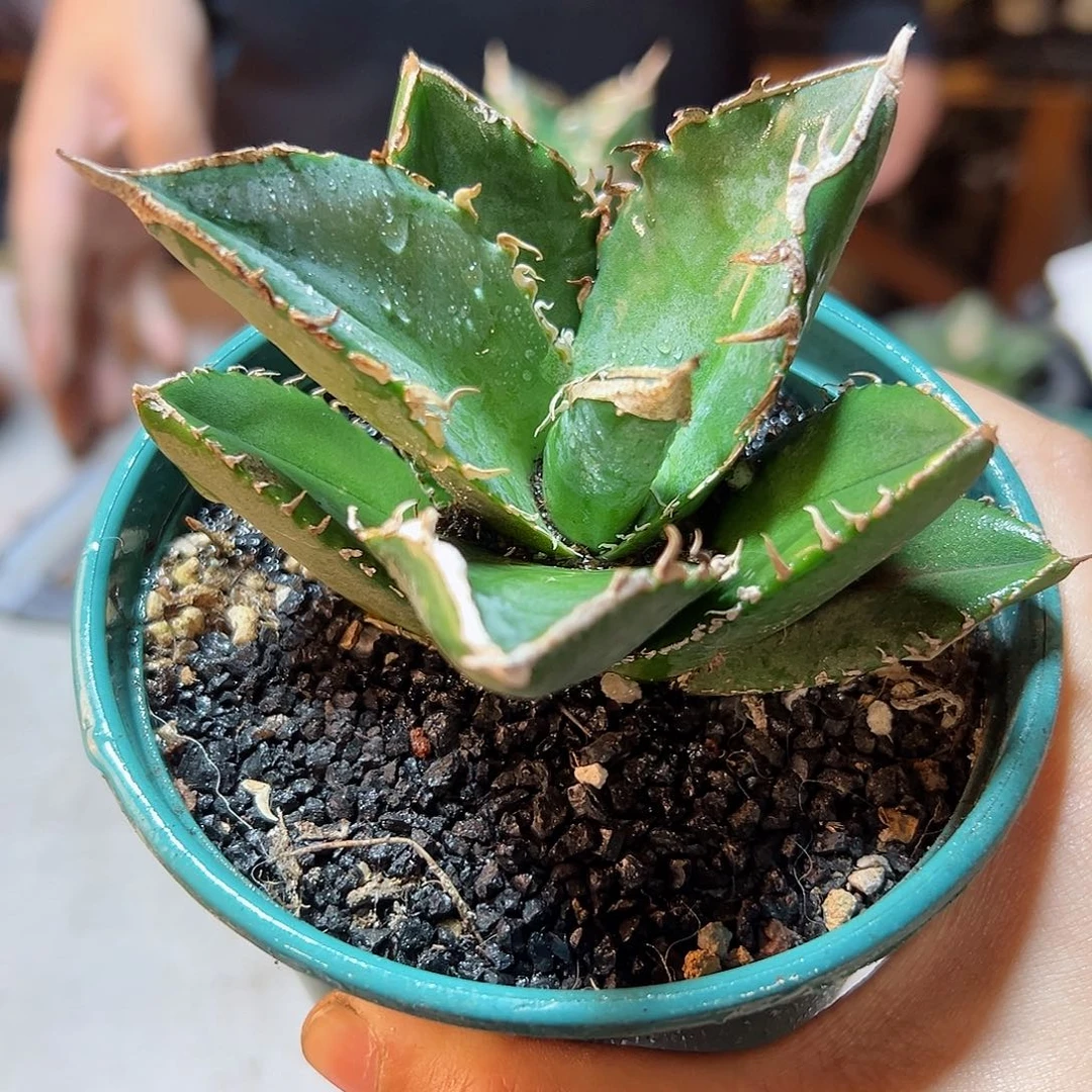 立可白8.5公分1颗