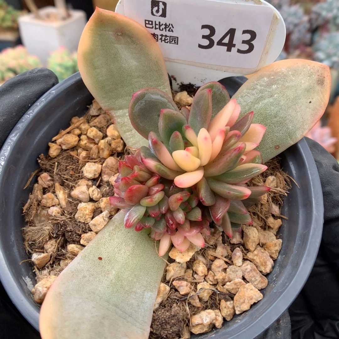 343 梦露锦缀多肉