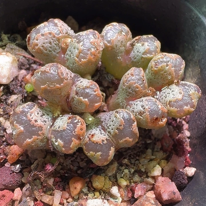 勋章。             181