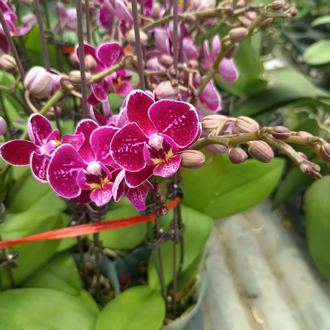 【托卢卡开花株】单剑 馨艺蝴蝶兰 (叶片开裂为正常 福利品开花株