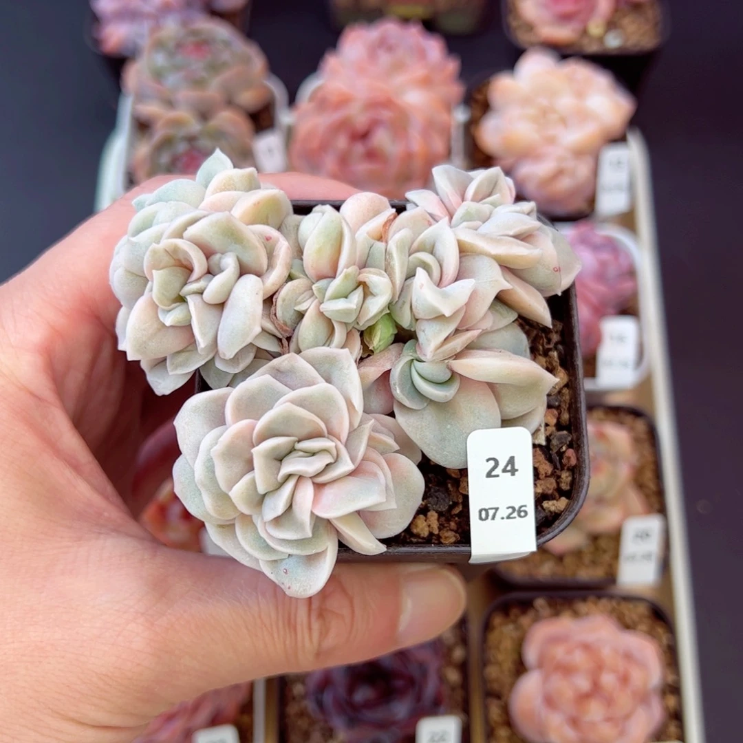 奕***宝可爱玫瑰24、哈哈哈哈哈
