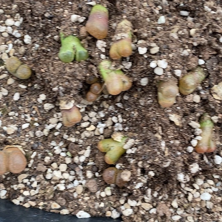 2240超级蛋糕清框。