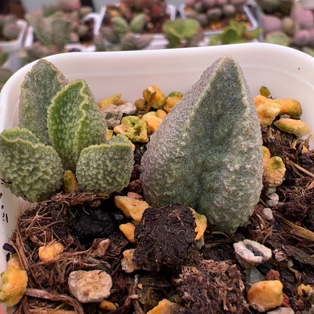 实生新品大苗多肉植物水泡