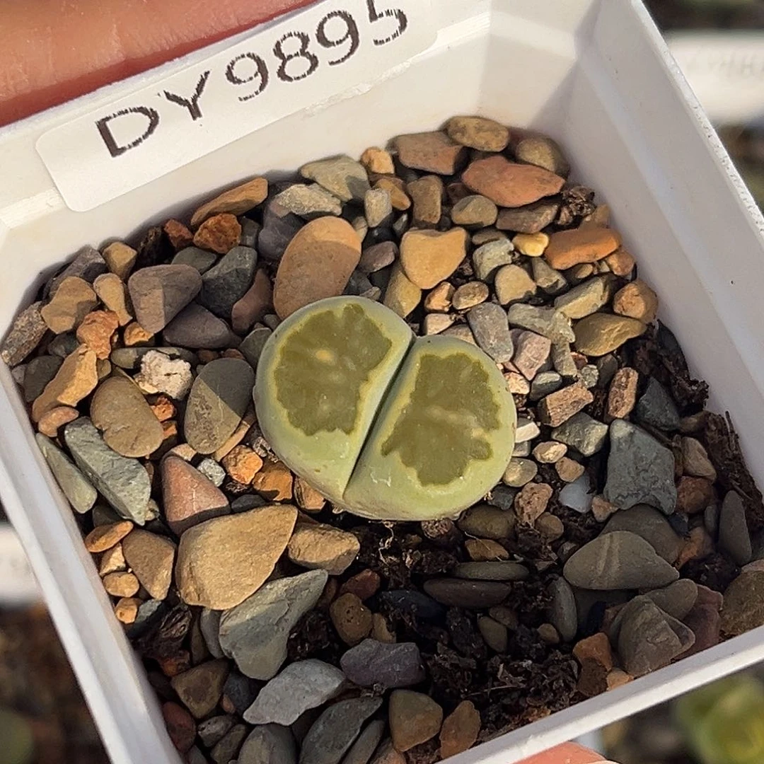 一物一拍绿菊9895