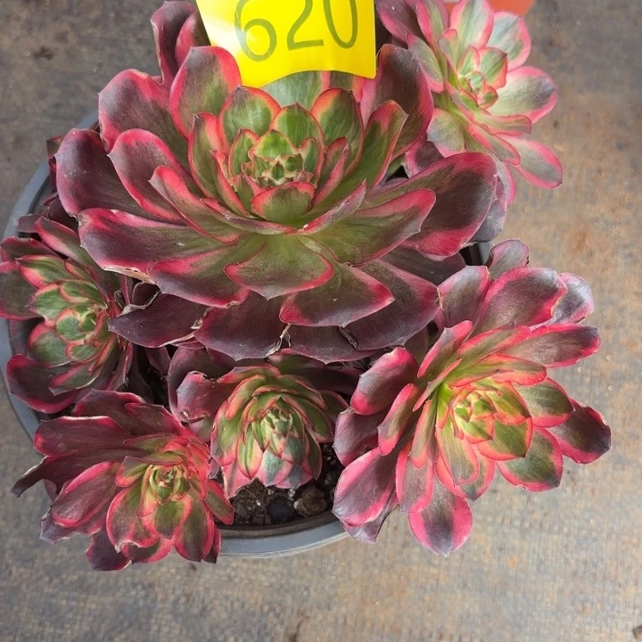 哈哈多肉葡萄福利620