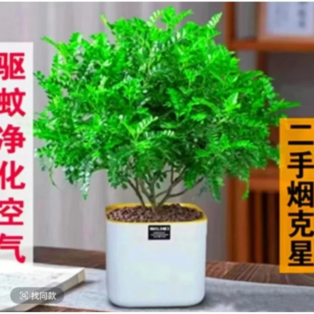【赶走蚊虫虫】清香胡椒木阳光盆景花盆植物花卉绿植办公桌面盆栽
