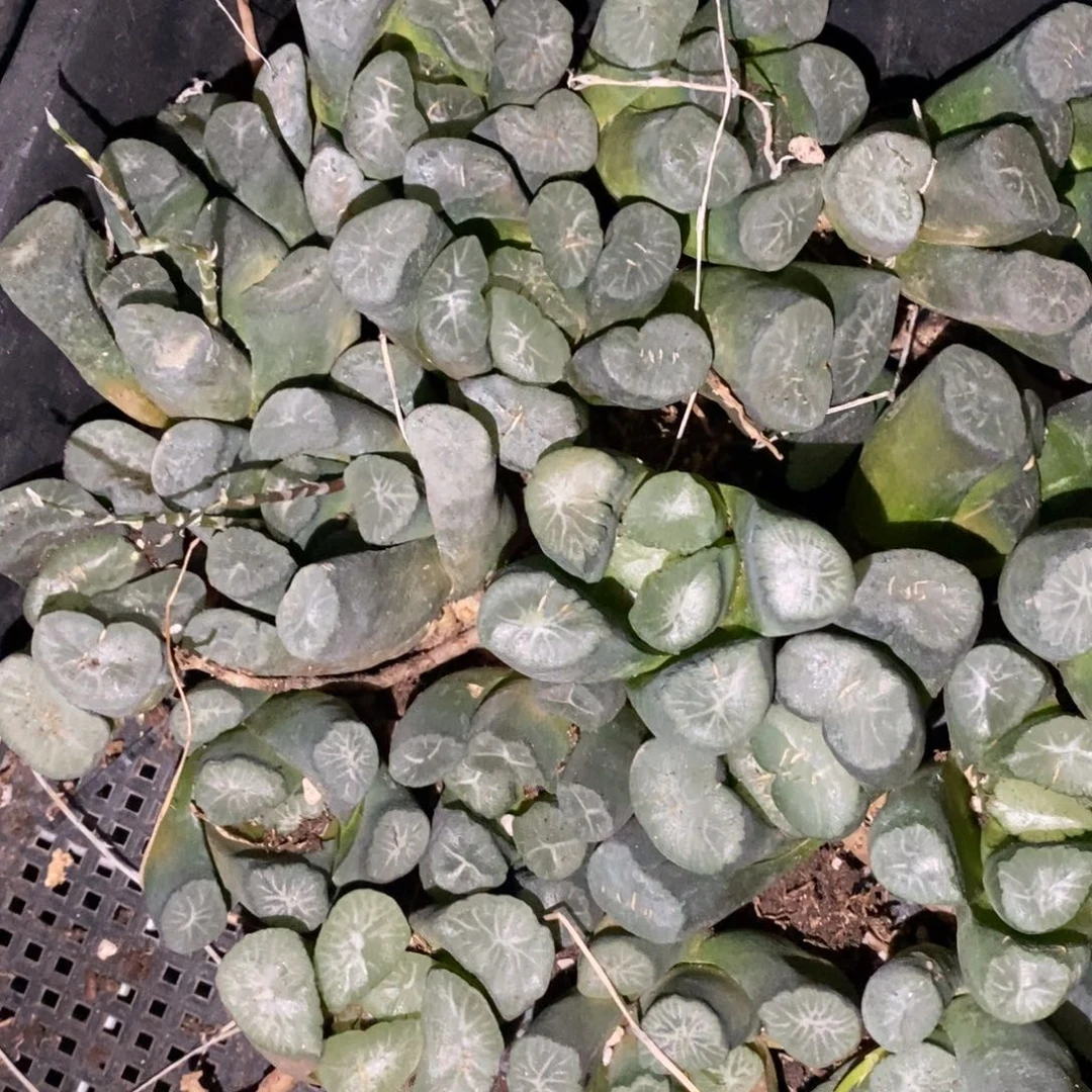 717 一颗实生超大万象 超级福利