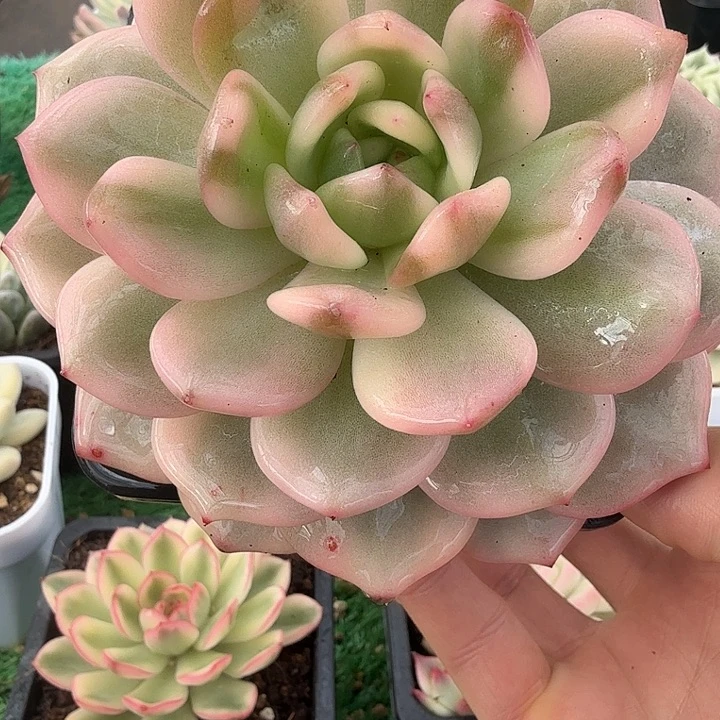 星颖锦多肉锦植物