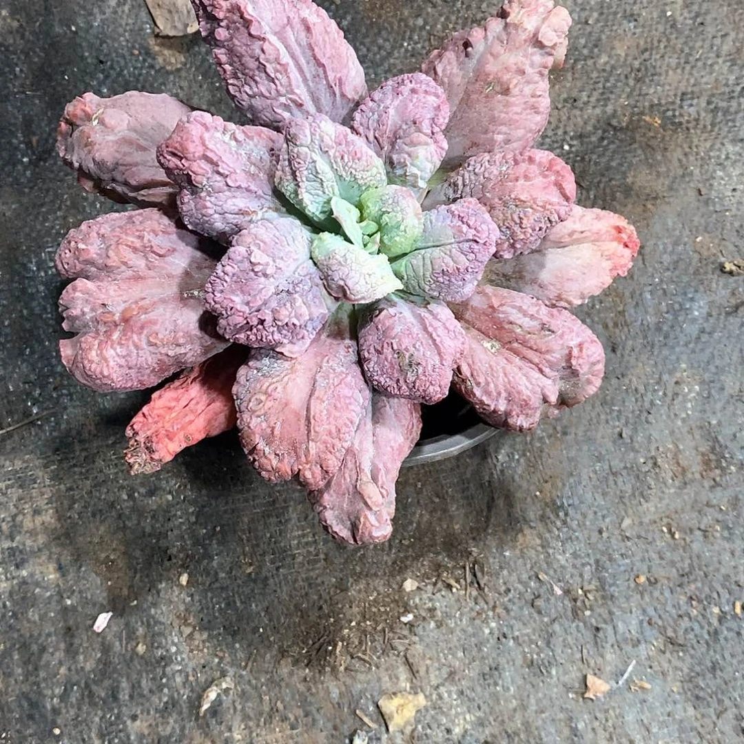 单头男爵3盆多肉植物