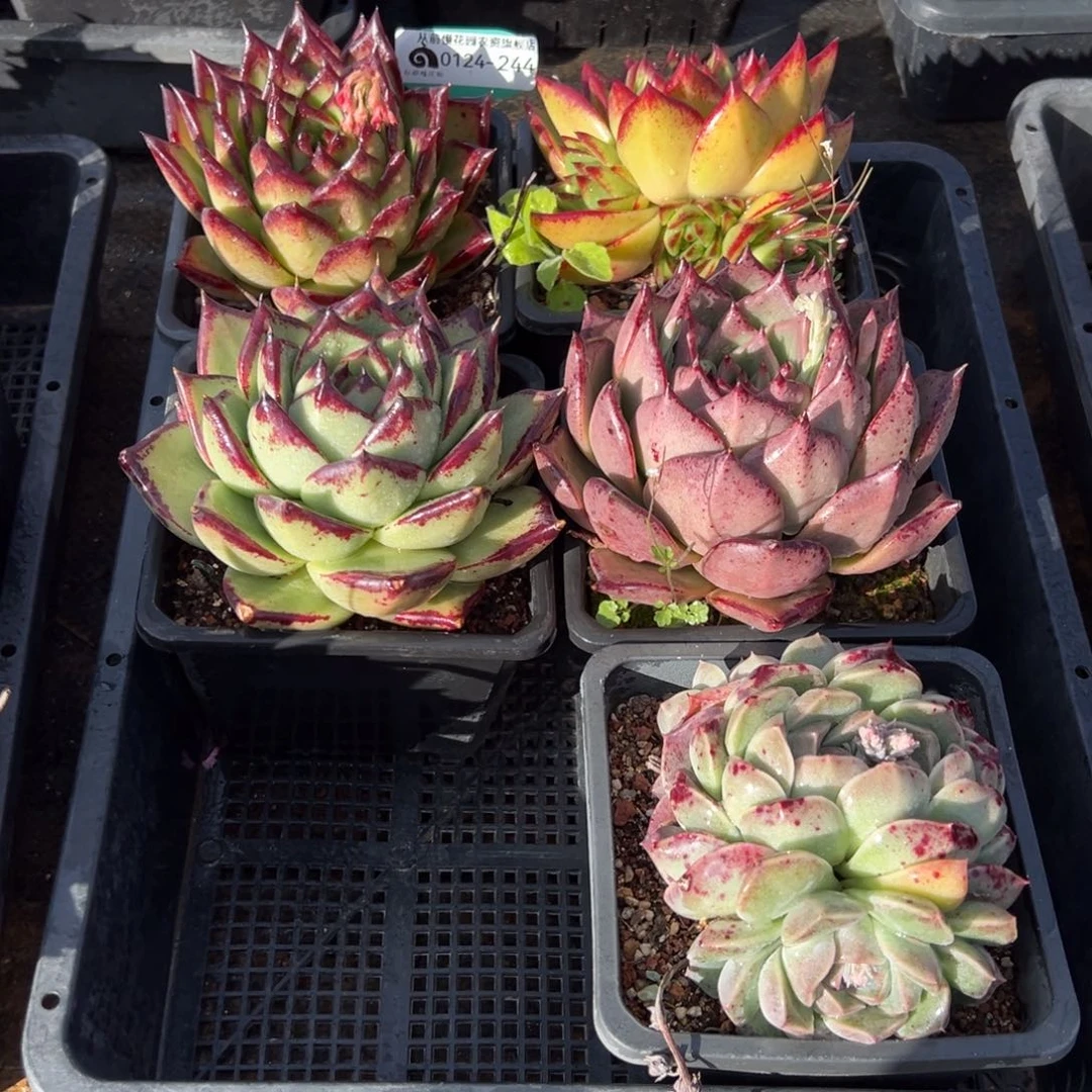 从前慢多肉精选编号0124.244