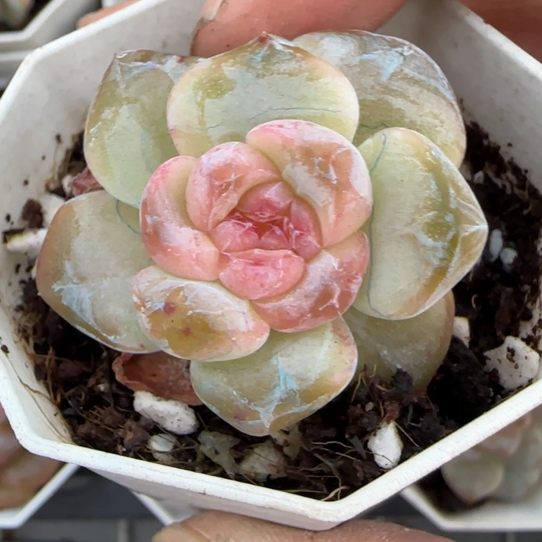 小卡拉米糖心一物一拍