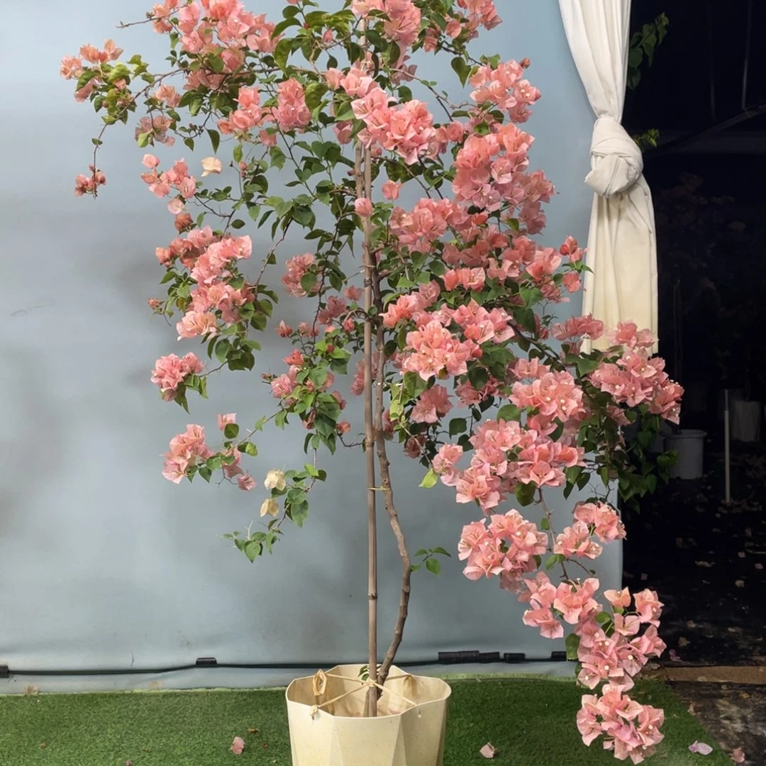 无花朵9982掉花不售后木架