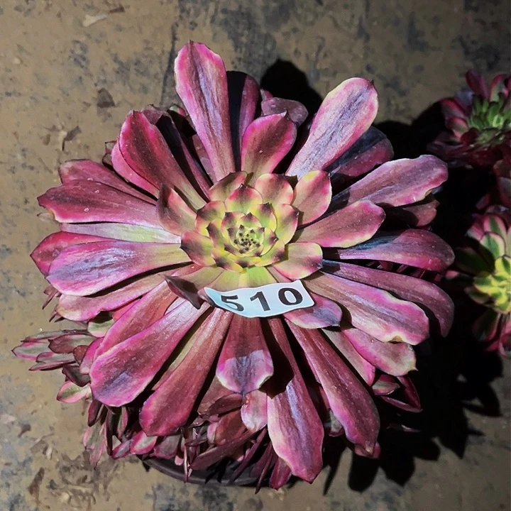 510紫嫣多肉植物处理不售后