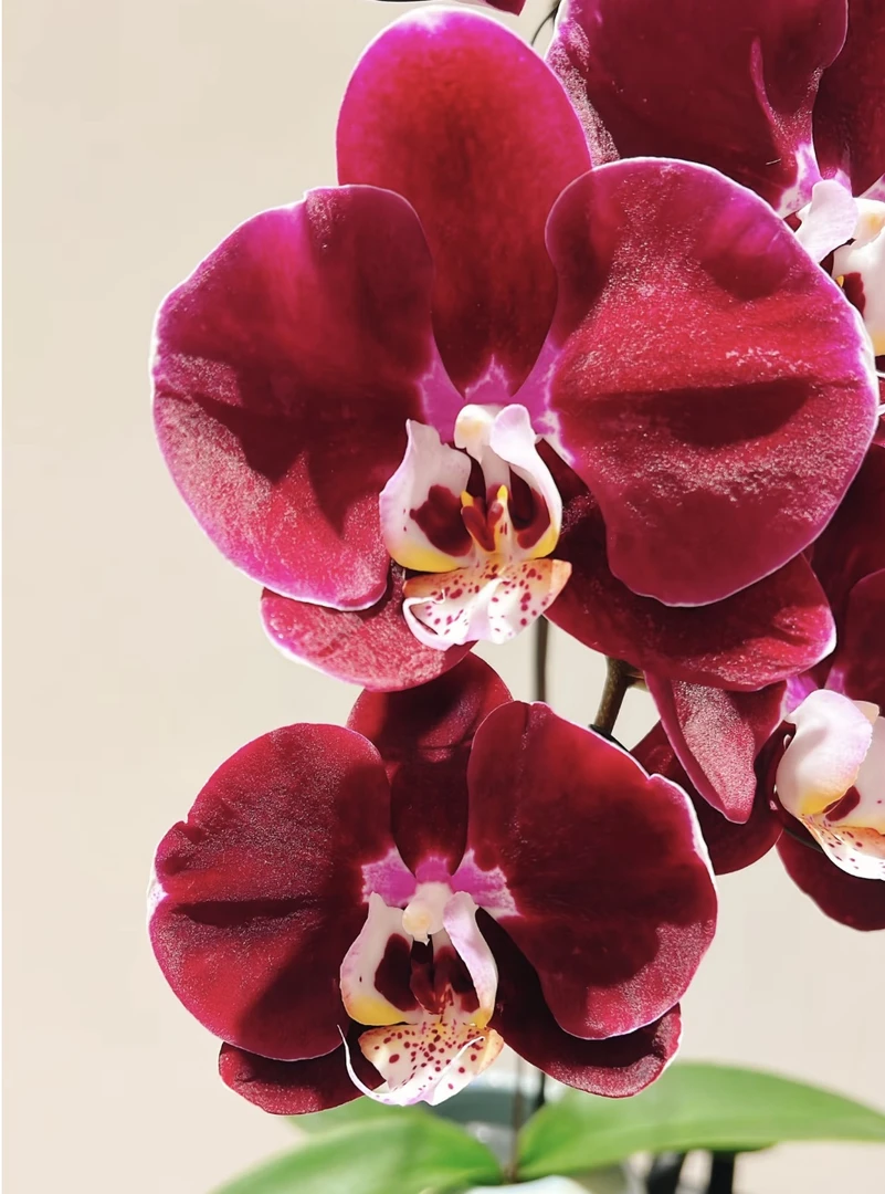 【花间集】幻影蝴蝶兰3.5寸杯未出剑大苗