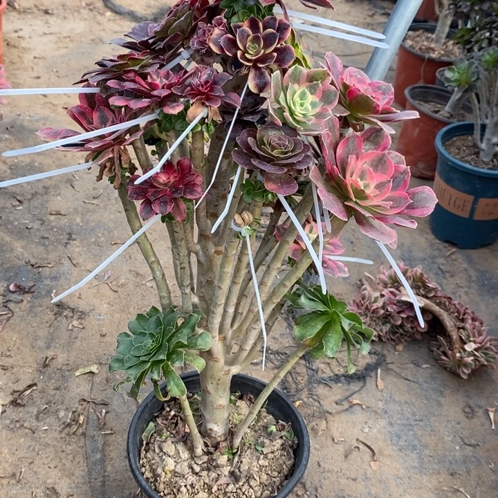 嫁接37多肉植物法师法师法师