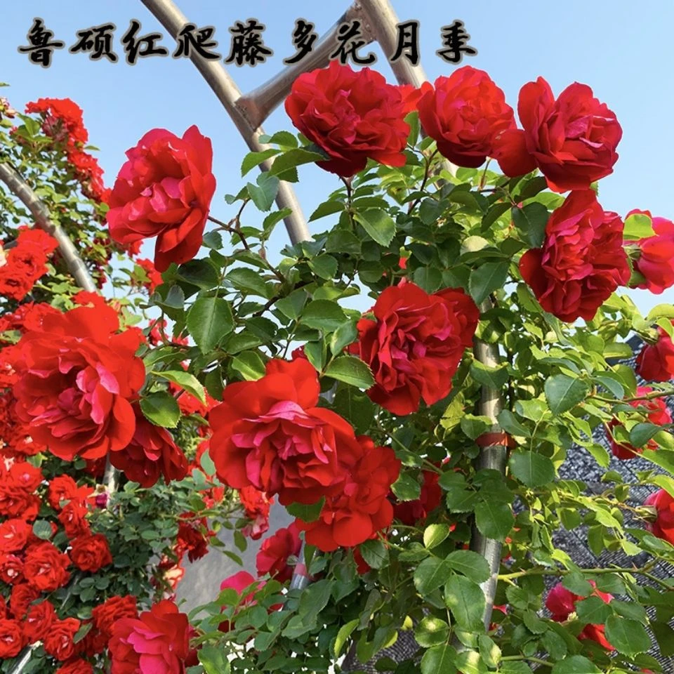 鲁硕红爬藤月季大花浓香四季勤花品种