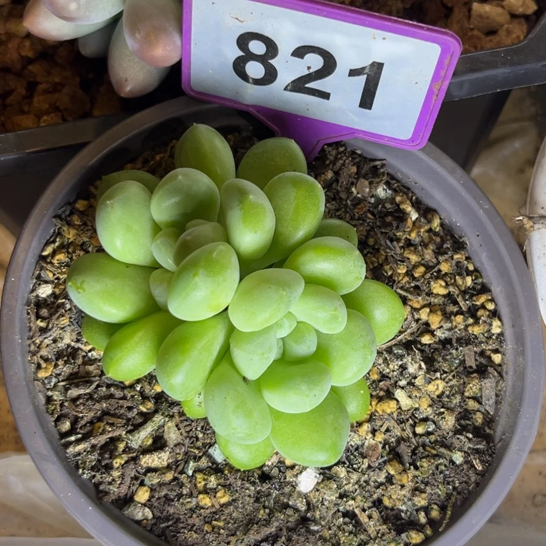 X系多肉植物821..