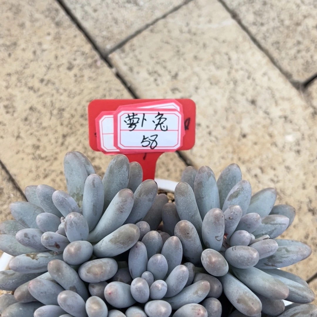 ****）萝卜兔58。