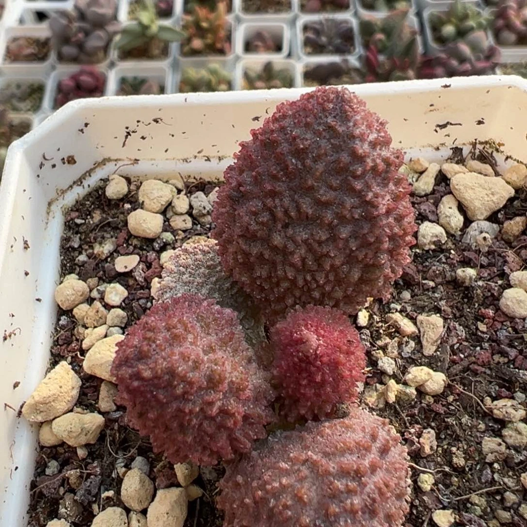 实生新品多肉植物水泡