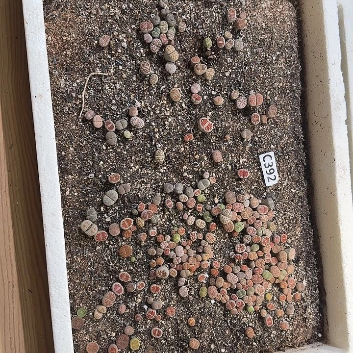 生392石花整框脱土发货不售后