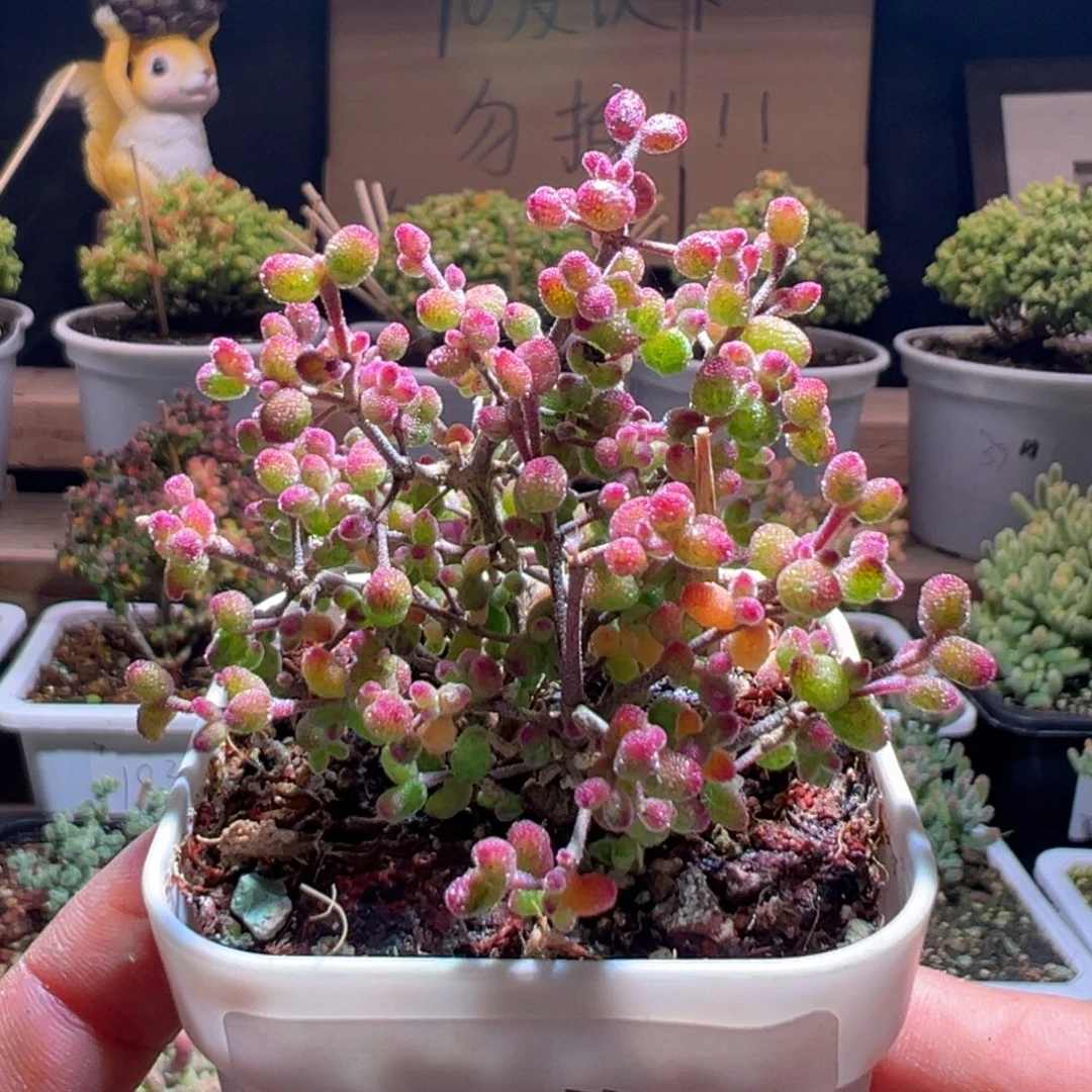 157花斑露一物一拍包开箱