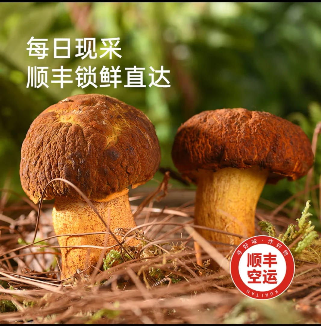 云南菌新鲜黄牛肝菌（黄赖头）特产食用菌顺丰直达红葱牛肝菌见手青