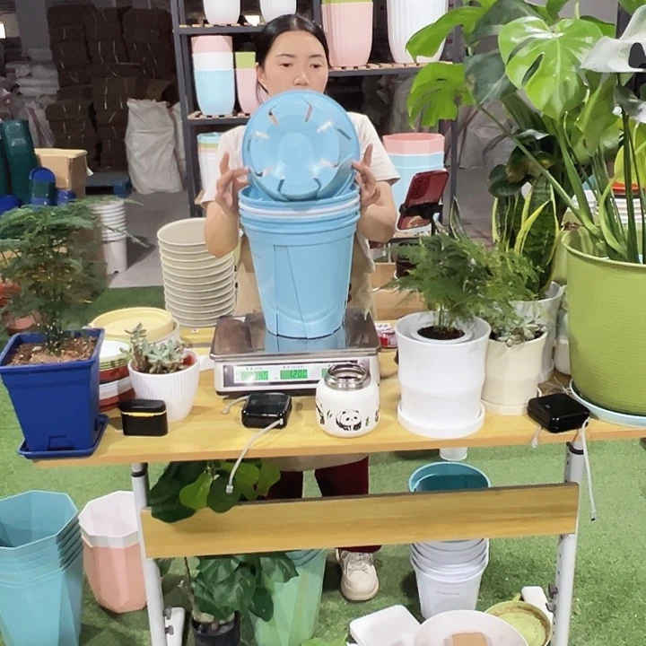 青山盆口24高24混色无托5只