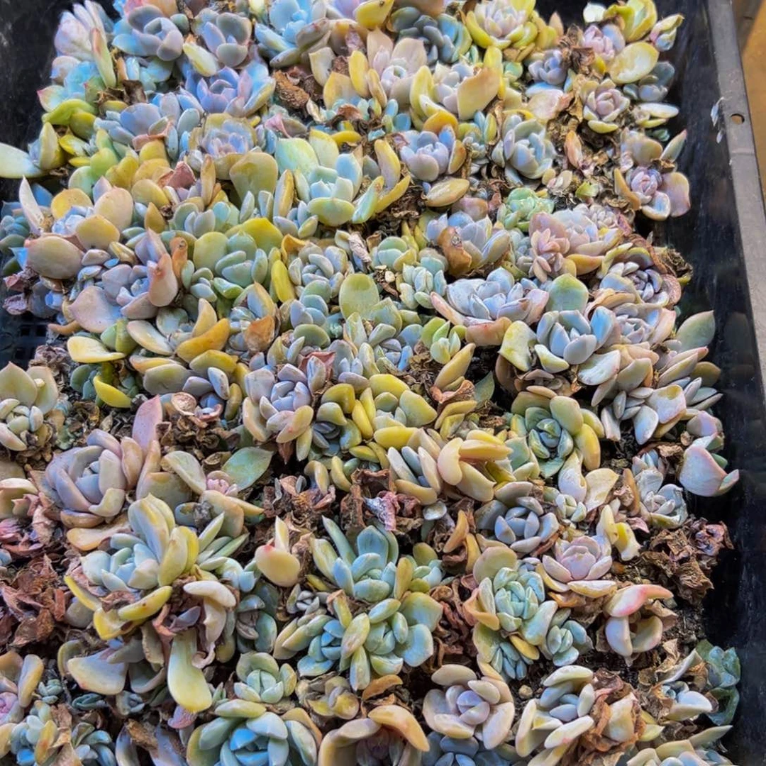 153多肉植物和植物的生长