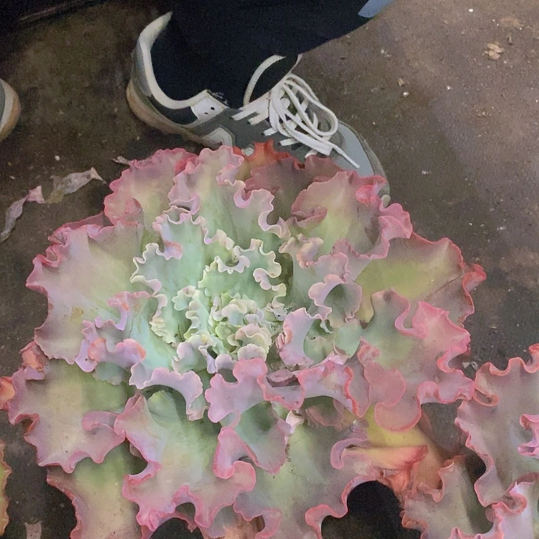 高沙之翁大单头老桩