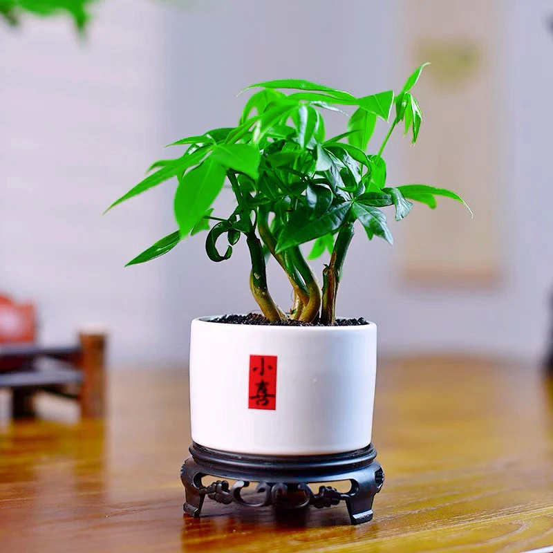 五福发财树招财进宝植物室内盆栽观叶小植物桌面耐阴绿植四季常青
