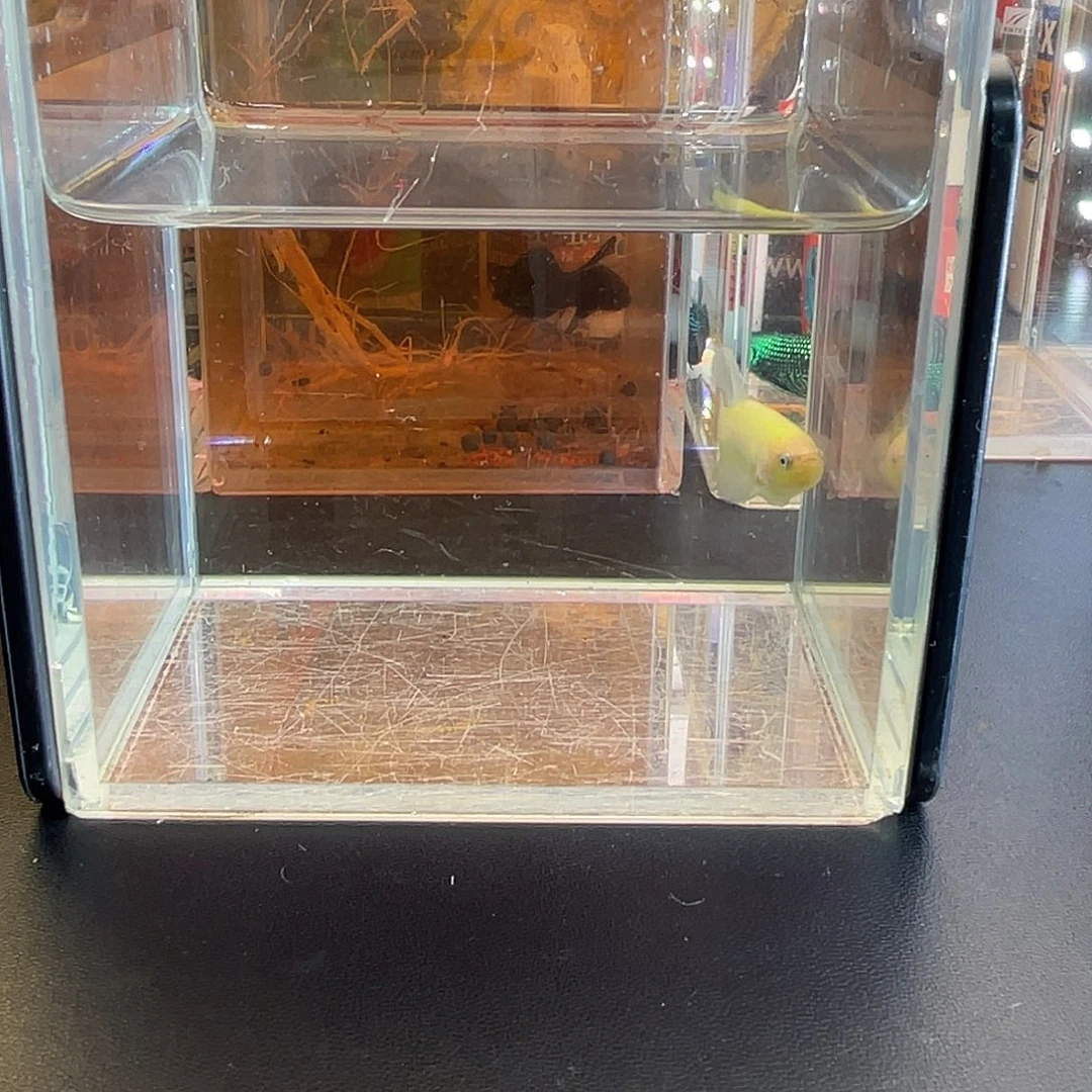 斗鱼5号1116早荧光绿魔母