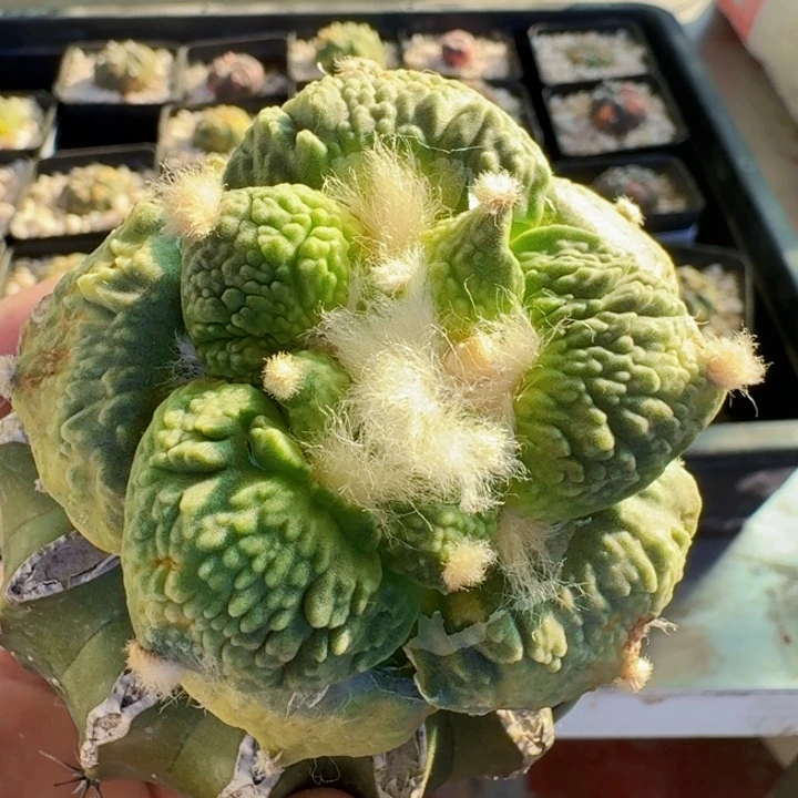 无花朵687梦幻怒涛锦