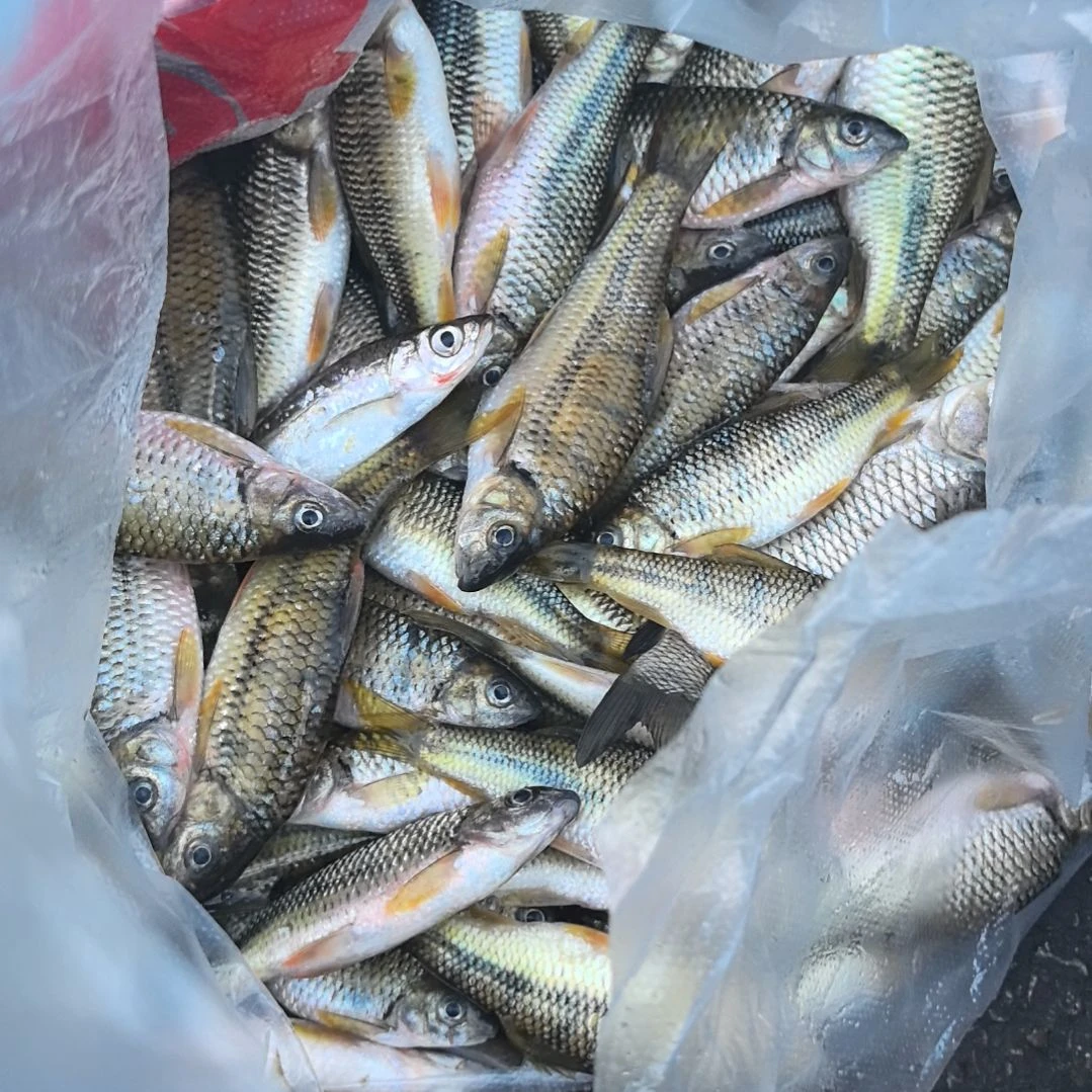中国大陆36天食用农产品石台小李代购石班鱼4斤