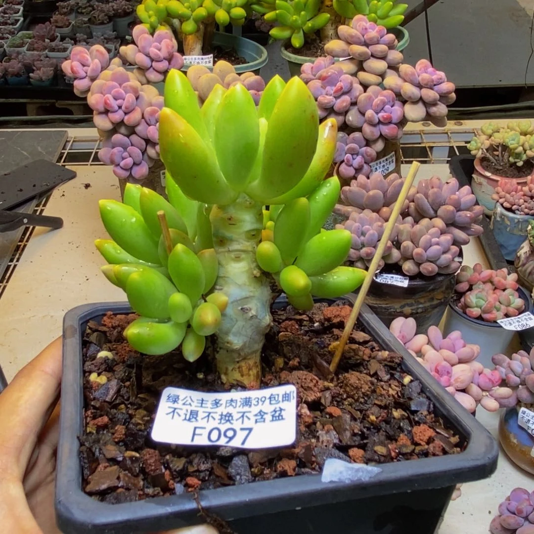 097金蟾芒果奶多肉6cm