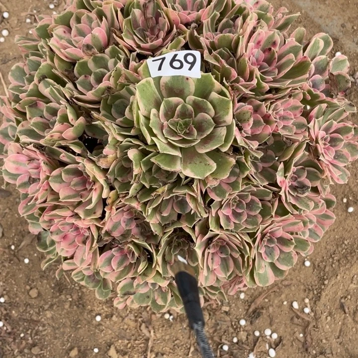 锦***华无花朵769多肉植物男神